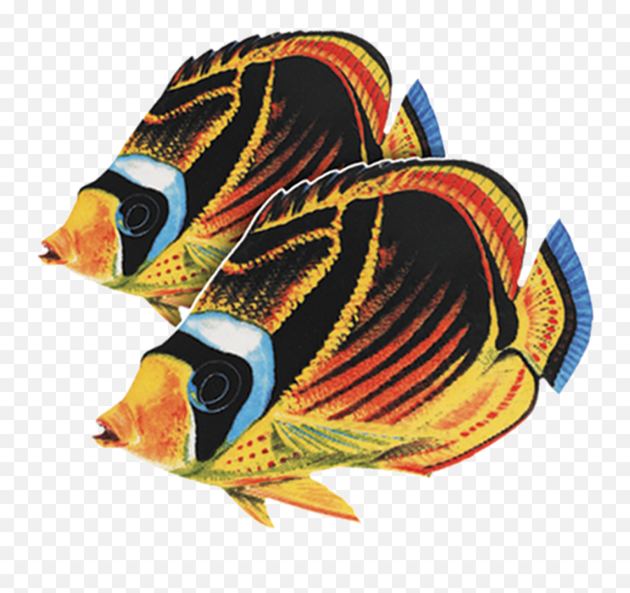 Porcelain Raccoon Butterfly Fish Double Mosaic U2014 Custom Mosaics - Raccoon Butterfly Fish Png,Racoon Png Porcelain Raccoon Butterfly Fish Double Mosaic U2014 Custom Mosaics - Raccoon Butterfly Fish Png,Racoon Png