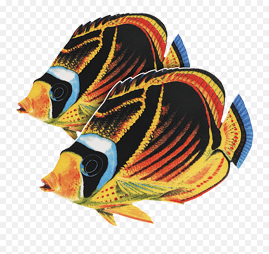 Porcelain Raccoon Butterfly Fish Double Mosaic U2014 Custom Mosaics - Raccoon Butterfly Fish Png,Racoon Png