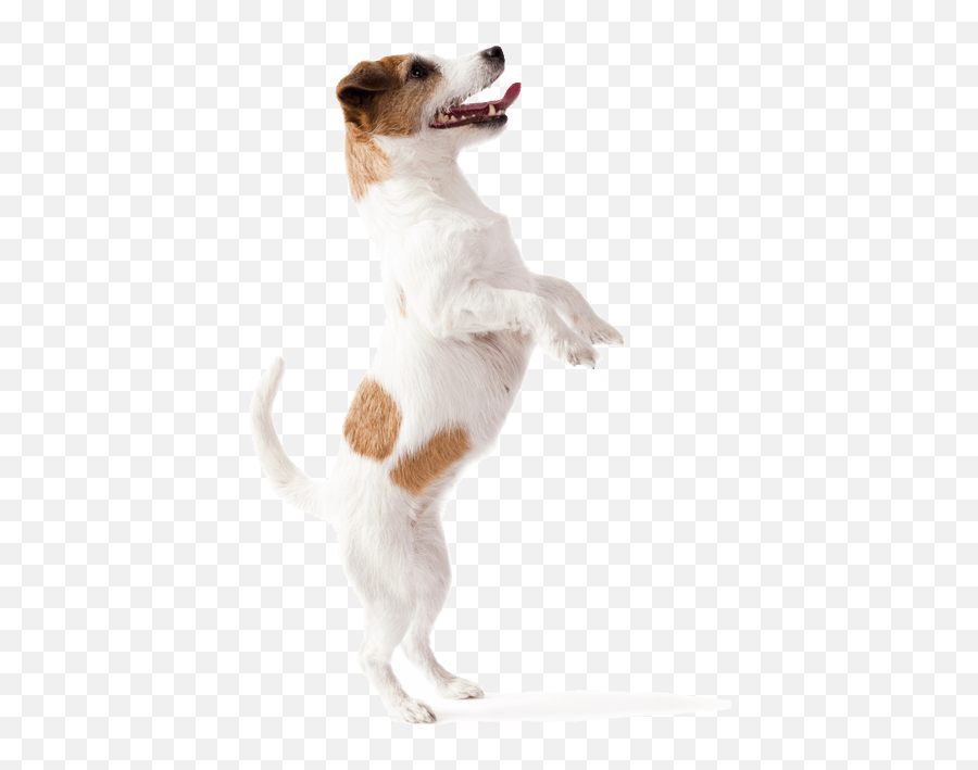 Puppy U0026 Kitten Care - Dog Png Dog Jumping Up,Puppies Png