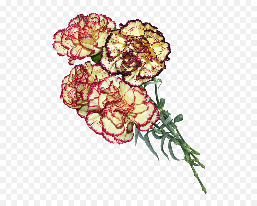 Carnation Striped Flowers Cut - Free Photo On Pixabay 9 Png,Carnation Png
