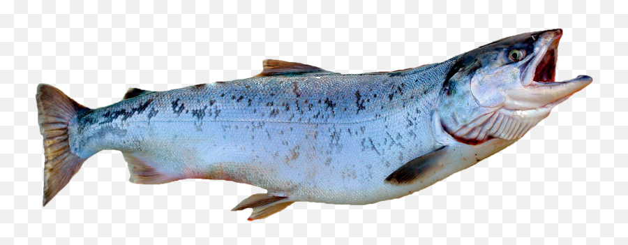Download King Salmon - Coho Salmon Png Png Image With No Salmon With No Background,Salmon Transparent