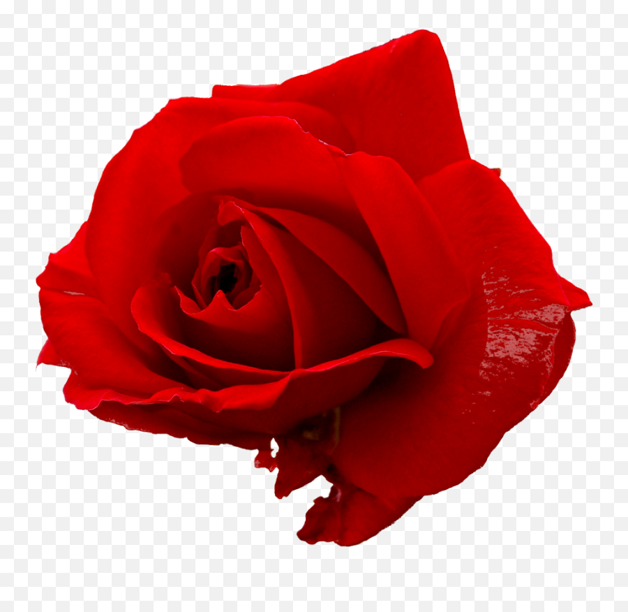 Red Rose Png File Transparent - Transparent Beautiful Red Rose Png,Rose Png Hd