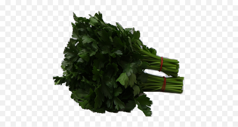 Parsley Taste Kenya Exporters - Leading Exporters And Water Celery Png,Parsley Png