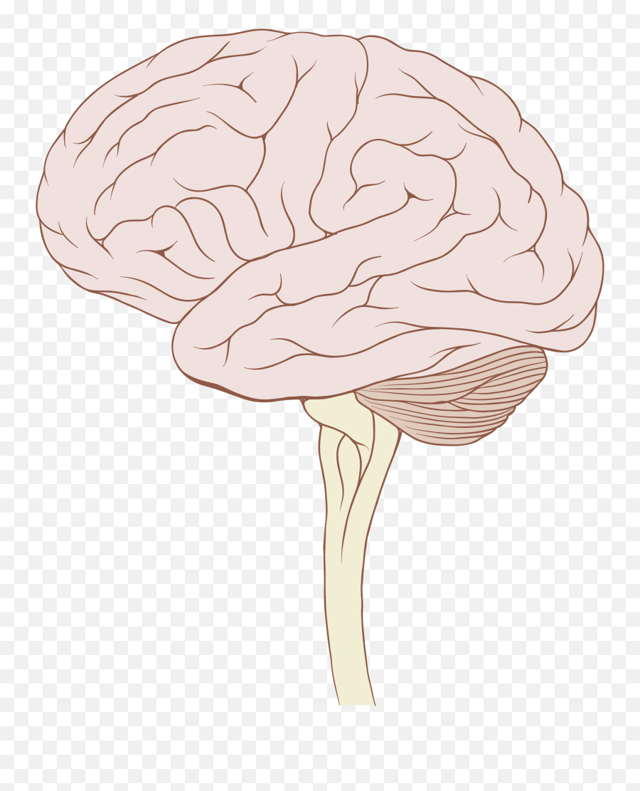 Brain With Stem Transparent Png - Brain Stem Transparent Background,Stem Png