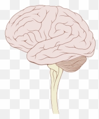 Brain With Stem Transparent Png - Brain Stem Transparent Background,Stem Png