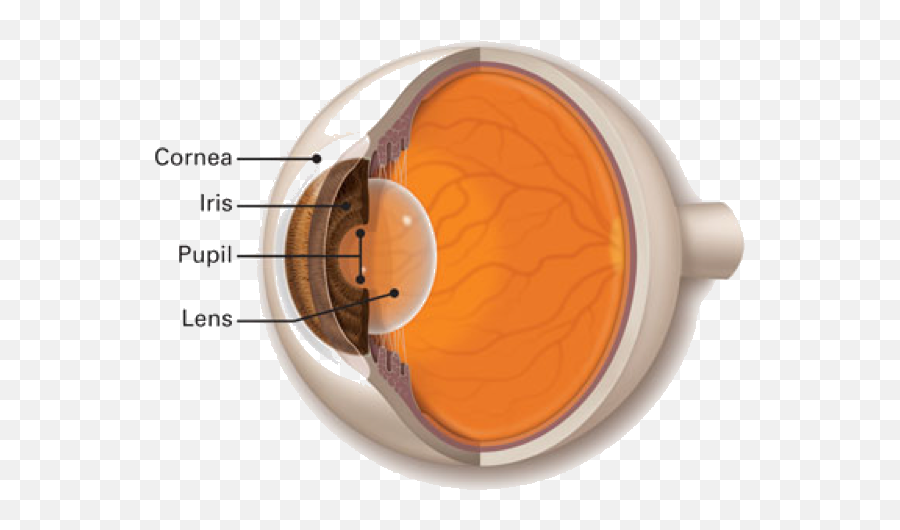 What Is Cornea - Lens Of The Eye Png,Eye Transparent