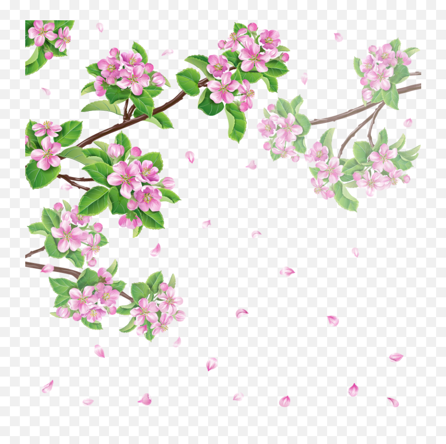 Spring Flower Cherry Blossom - Cherry Blossoms Png Download Good Morning Basant Panchami,Cherry Blossoms Transparent