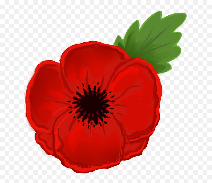 Free Poppy Flower Png Download - Remembrance Day Poppy Animated,Poppies Png
