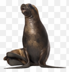 California Sea Lion Png
