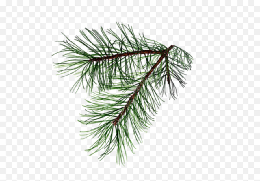 Pine Branch Possibly For My Dedication Tattoo Tree Png