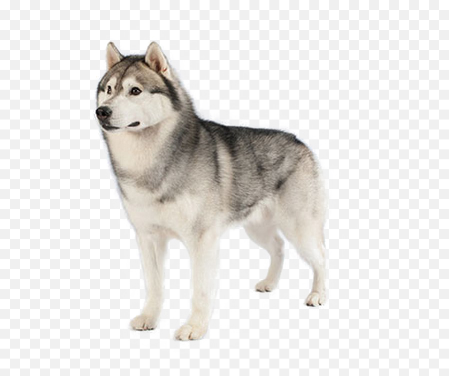 Dog Png Hd - Catu0027s Blog Husky Png,Dog Png Transparent