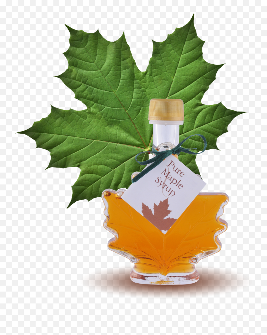 Maple Syrup Leaf 24 X Bottles Case 100ml - Green Maple Leaf Png,Canada Maple Leaf Png