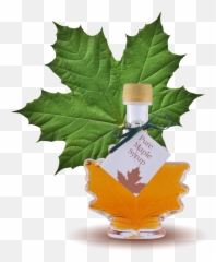 Maple Syrup Leaf 24 X Bottles Case 100ml - Green Maple Leaf Png,Canada Maple Leaf Png