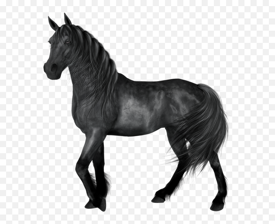 Bv - Black Horse Transparent Background Png,White Horse Png