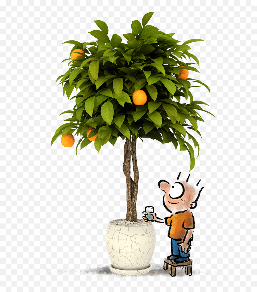 Subscribe To The Psychotactics Newsletter - Psychotactics Orange Plant With White Background Png,Newsletter Subscribe Icon