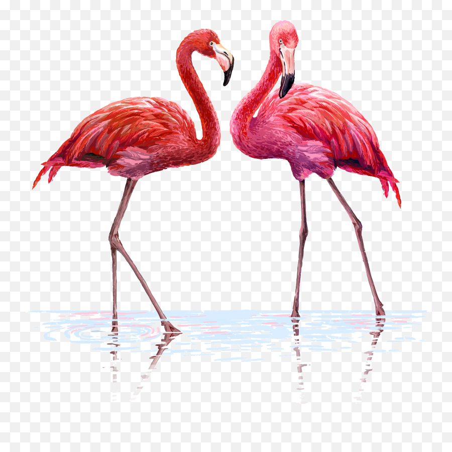 Flamingo Flamingos Watercolor Water Background Flamenco - Flamingo Illustration Png,Flamingo Transparent Background