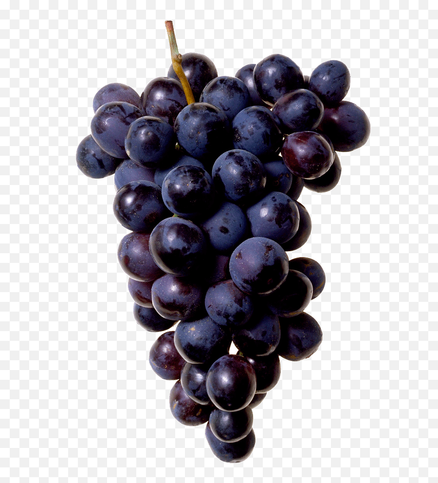 Black Grapes Png Image - Bunch Of Grapes Png,Grapes Png