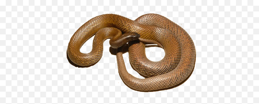 The Most Venomous Snake - Inland Taipan Snake Transparent Png,Venom Snake Png