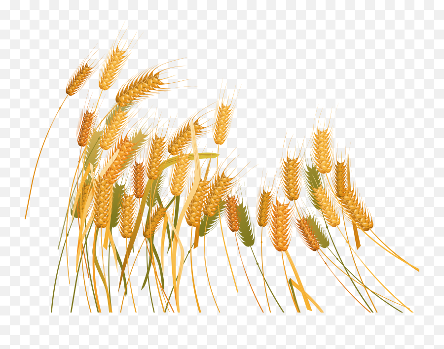 Wheat Png Pic Transparent Background