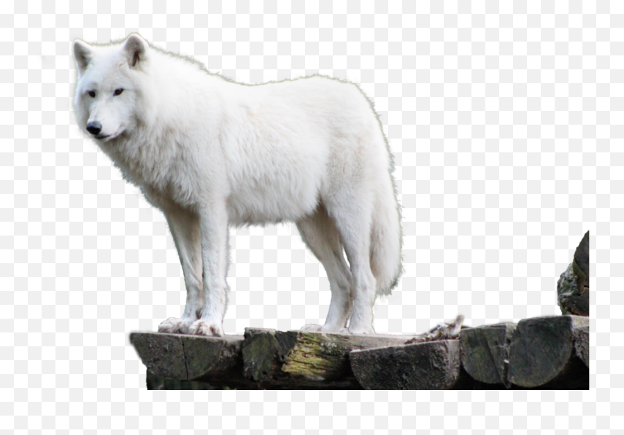 White Wolf Png 3 Image - Wolf Pic Png Hd,Wolf Png