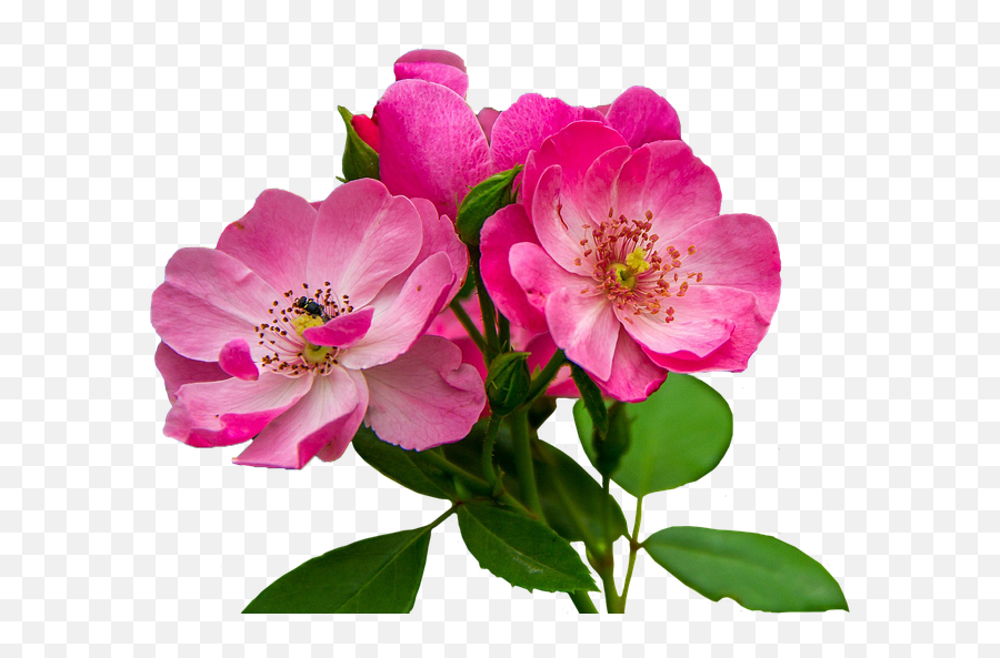 Flores Png - Photo 1383 Download By Morepng Rosas Rosadas Flores Png,Flores Png