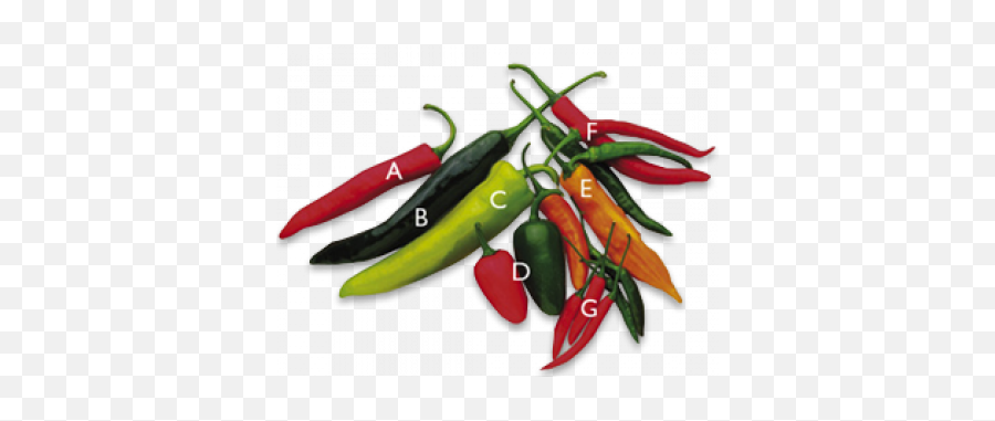 Chilli Peppers - Vegetables Hot Chili Peppers Vegetable Png,Pepper Transparent