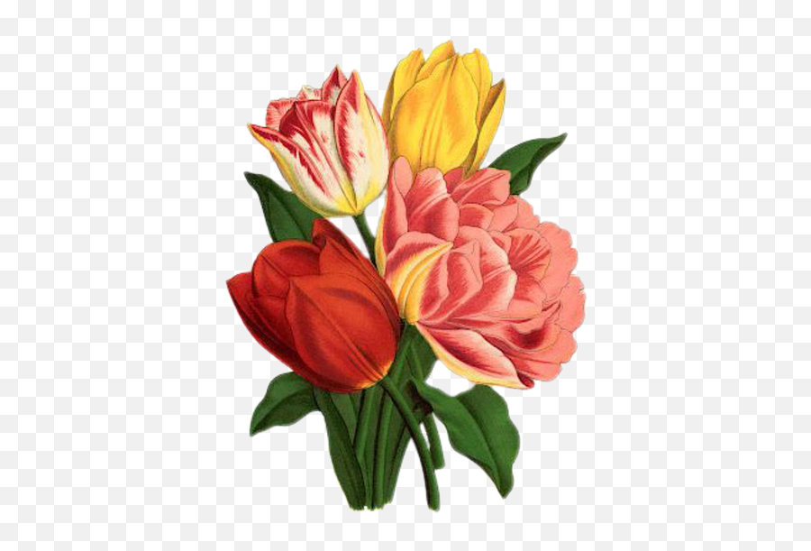 Tulip Rose Vintage - Free Image On Pixabay Tulip Flower Vintage Png,Tulip Png