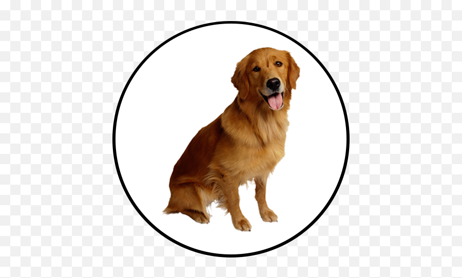 Shop - Golden Retriever Photos Png Clipart Full Size Golden Retriever Png Transparent,Golden Retriever Transparent