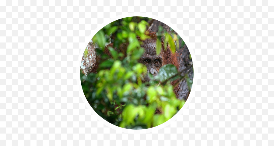 The Tapanuli Orangutan - Bornean Orangutan Full Size Png Guenon,Orangutan Png
