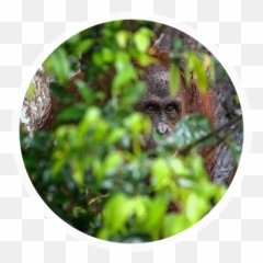 The Tapanuli Orangutan - Bornean Orangutan Full Size Png Guenon,Orangutan Png