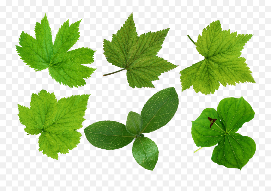 Img Full Green Foliage Backgrounds V77 Png - Green Leaves,Foliage Png