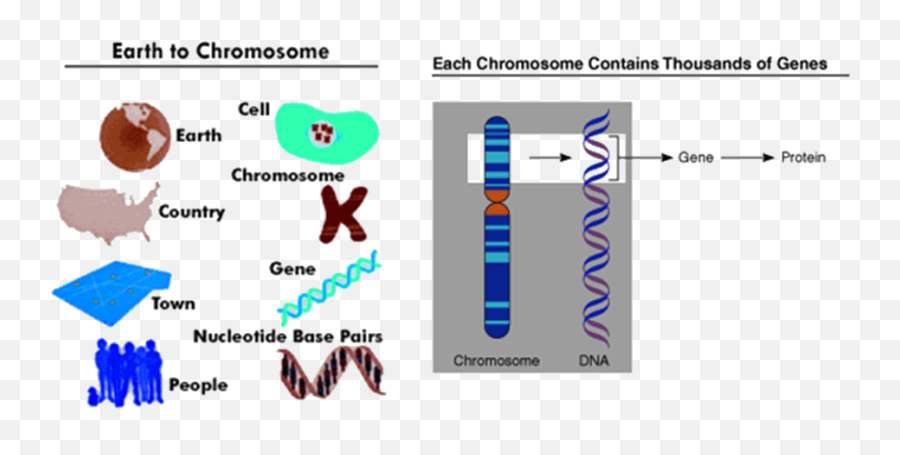 Download Image Of Earth To Chromosome - Diagram Png,Chromosome Png