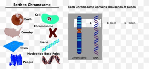 Download Image Of Earth To Chromosome - Diagram png