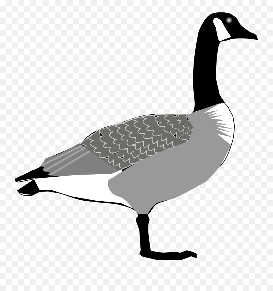 Big Image - Canada Goose Clipart Full Size Clipart Canada Goose Clipart Png,Goose Png