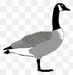 Big Image - Canada Goose Clipart Full Size Clipart Canada Goose Clipart Png,Goose Png