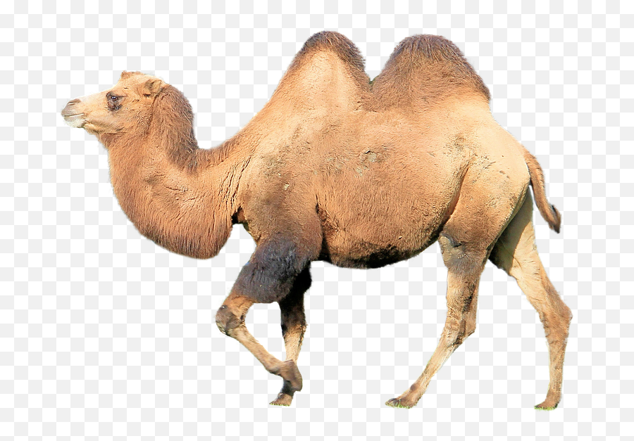 Camel - Zoo Animal Puzzle Printable Png,Camel Transparent