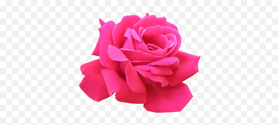 Pink Roses Png 1 Image - Popular Flowers In The World,Pink Roses Png