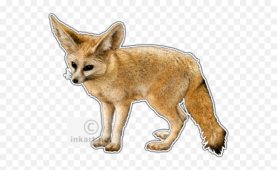 Download Desert Fox Png - Fennec Fox And Red Fox,Fennec Fox Png