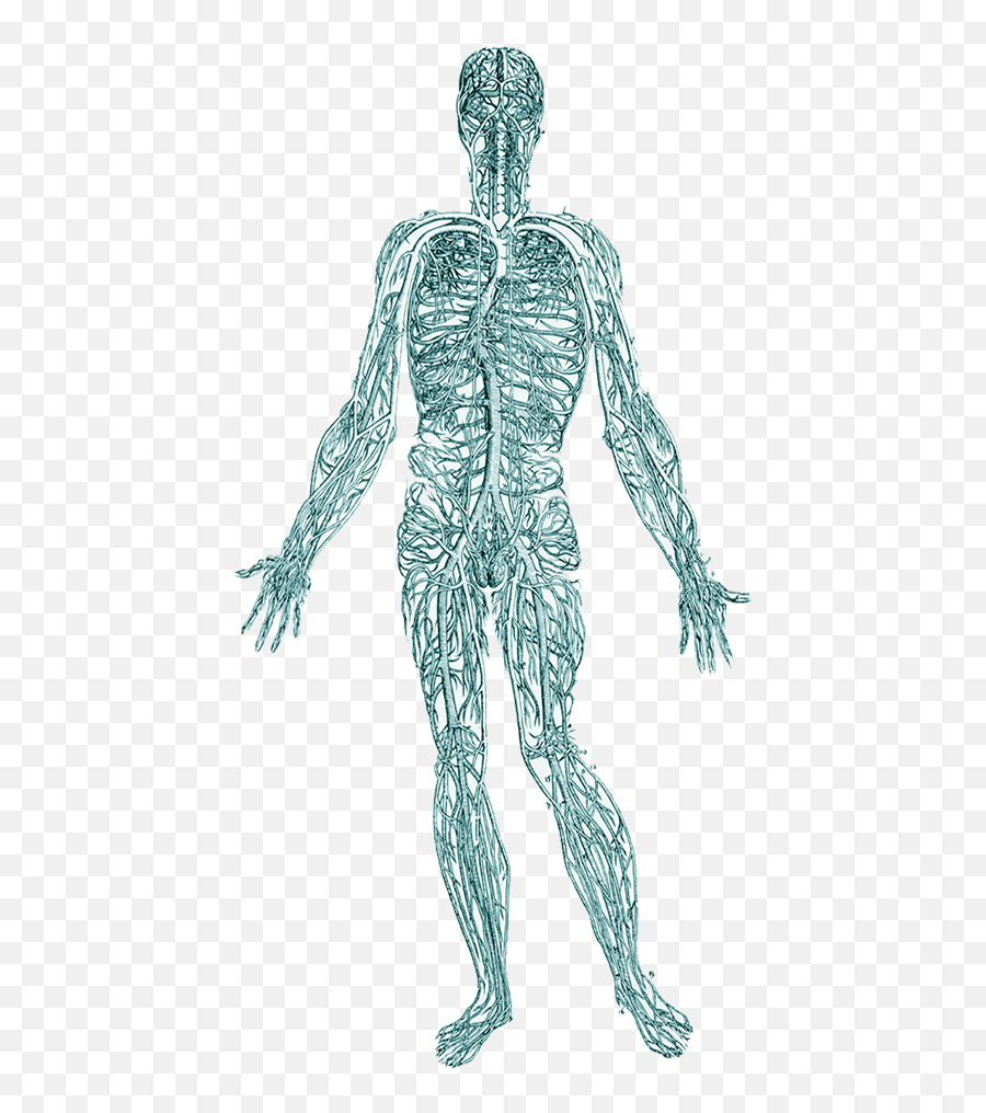 Remove Trauma From The Body - Blood Circulation Of William Harwey Png,Nervous System Png