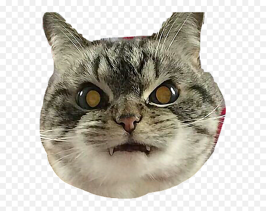 Cat Png Angry