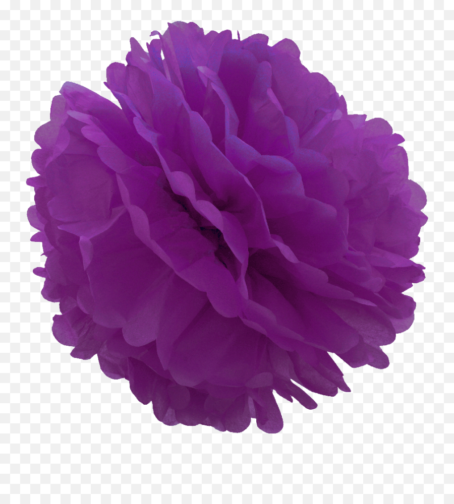 Violet Tissue Pom Png Image