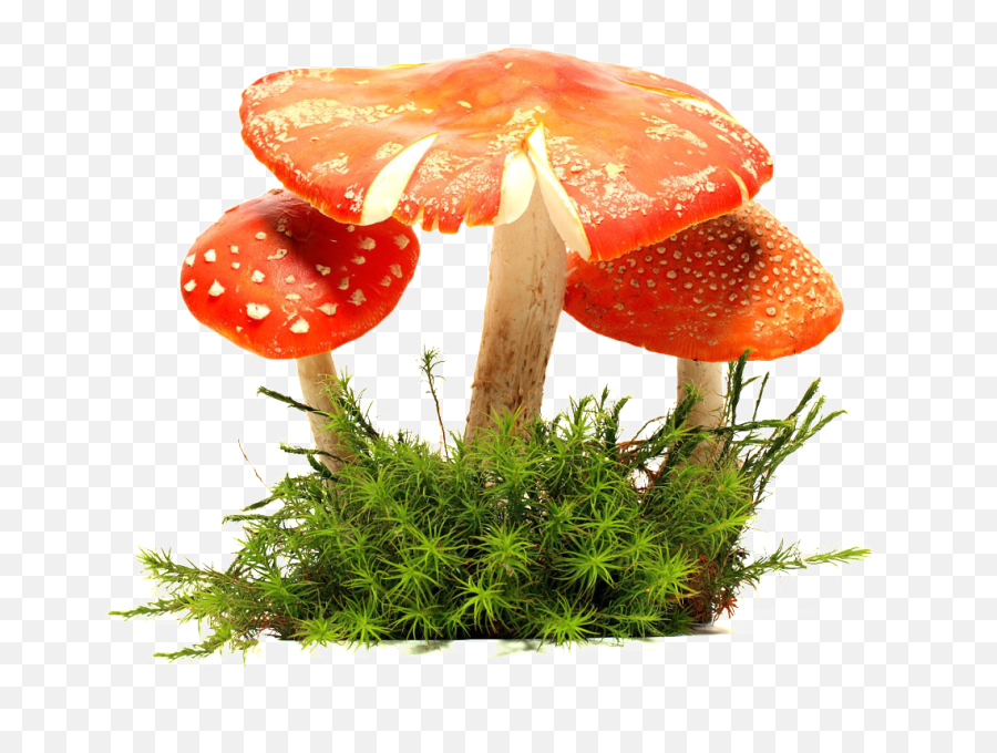 Download Mushroom Cloud Png - Full Size Png Image Pngkit Agaric,Mushroom Cloud Transparent