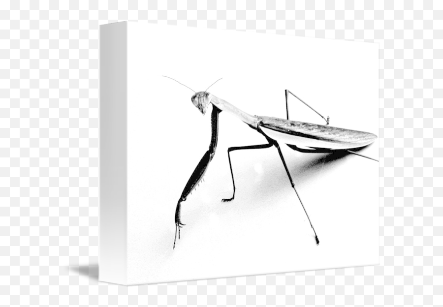 Praying Mantis Pencil Sketch By Sally Jardine - Praying Mantis Pencil Drawing Png,Praying Mantis Png