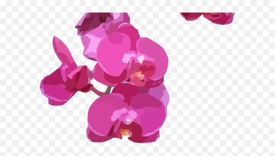 Orchid Clipart Transparent Background - Moth Orchid Moth Orchids Png,Moth Transparent Background