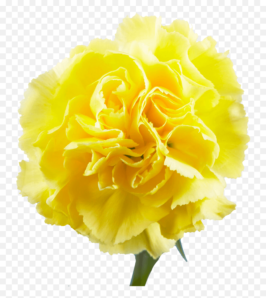 Carnations For Sale - Begonia Png,Carnation Png