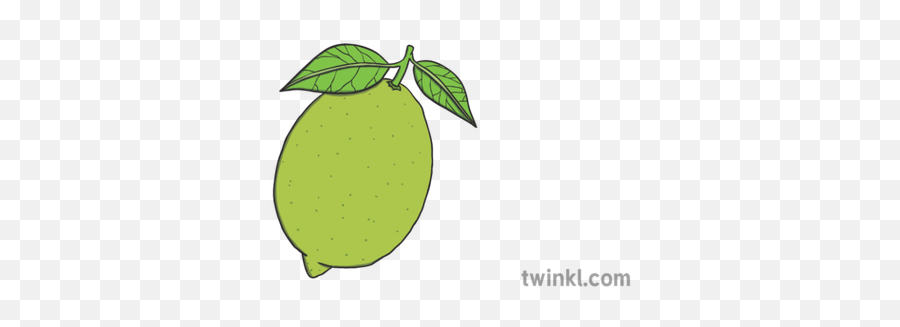 Lime Fruit Citrus Ks1 Illustration - Twinkl Sweet Lemon Png,Citrus Png