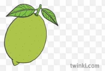 Lime Fruit Citrus Ks1 Illustration - Twinkl Sweet Lemon Png,Citrus Png
