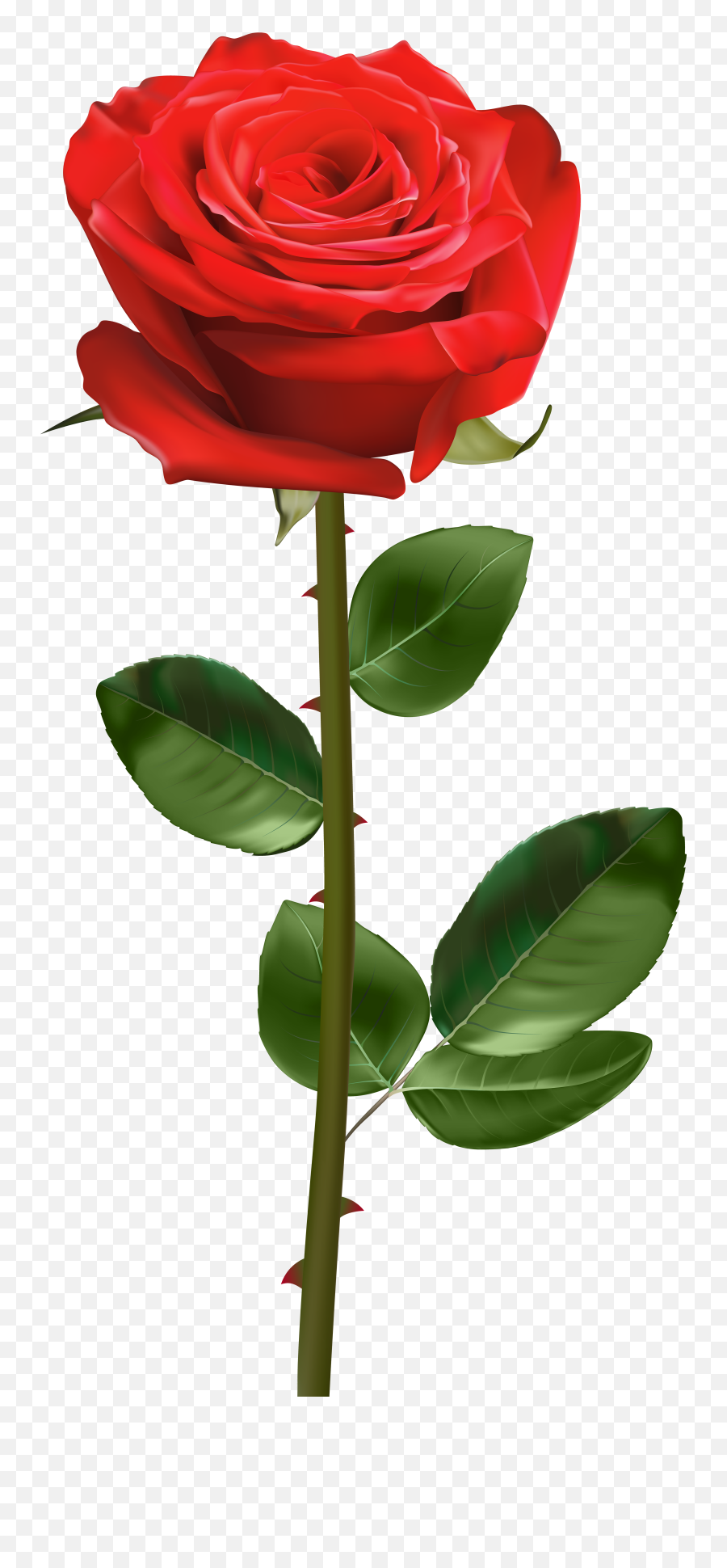 Pin - Transparent Background Red Rose With Stem Png,Stem Png