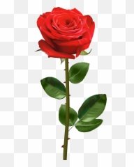 Pin - Transparent Background Red Rose With Stem Png,Stem Png