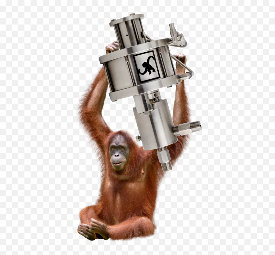 Spider Monkey Png - Monkey Pumps Sumatran Orangutan No Orang Outan Sur Fond Transparents,Monkey Transparent Background